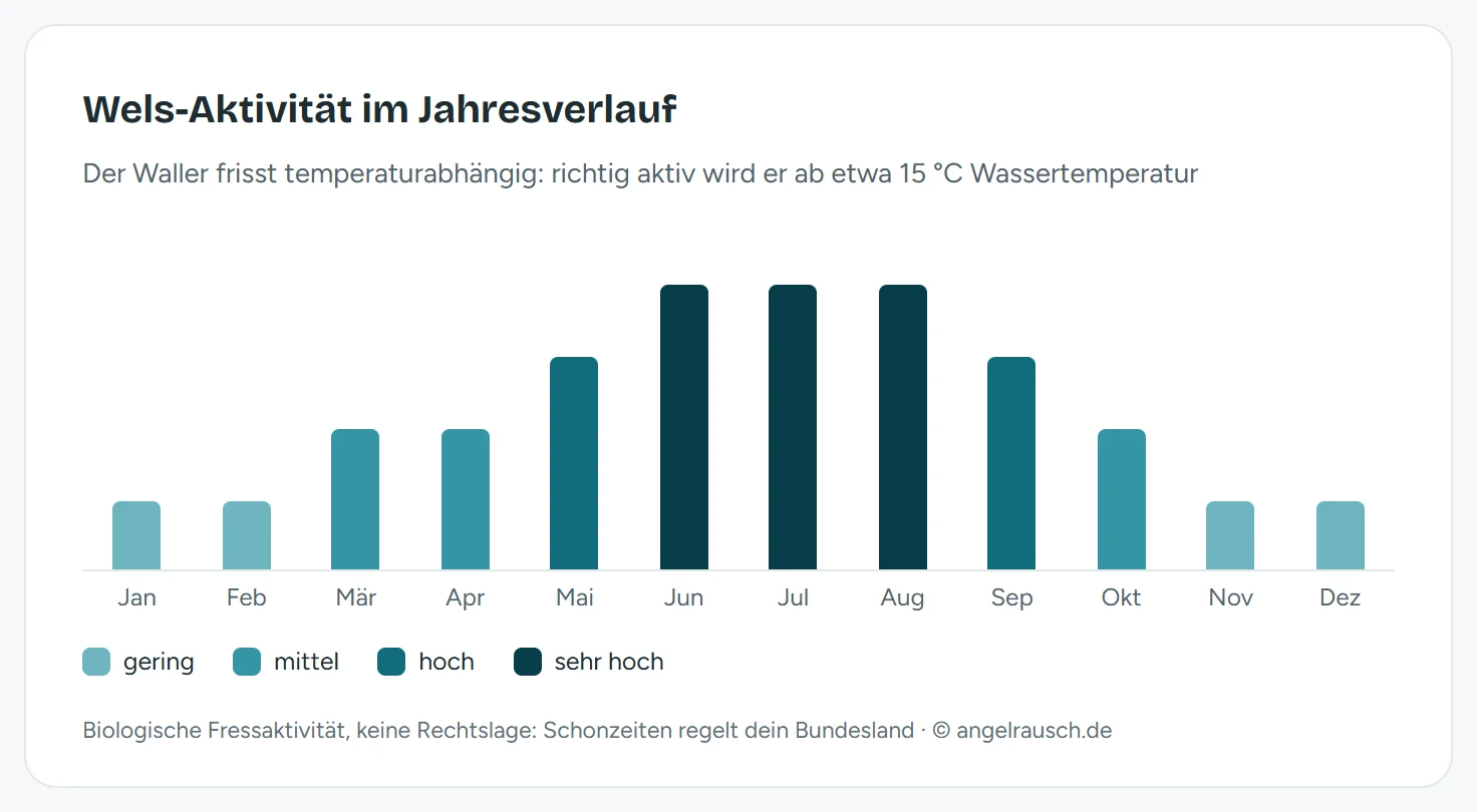 Säulendiagramm der Wels-Fressaktivität je Monat: gering von November bis Februar, ansteigend im Frühjahr, sehr hoch von Juni bis August, abnehmend im Herbst